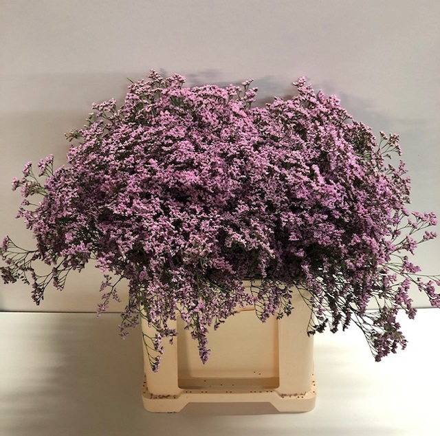 Limonium safora oshi pink.jpg